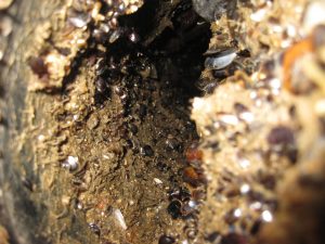 Percebes y mejillones en la entrada de agua